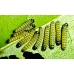 European Cynthia Moth Philosamia cynthia 15 eggs